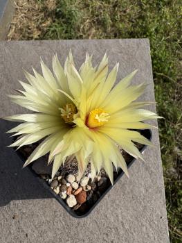 Preview: Coryphantha echinus